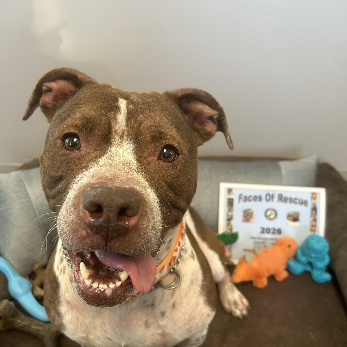 Lily, adoptable dog