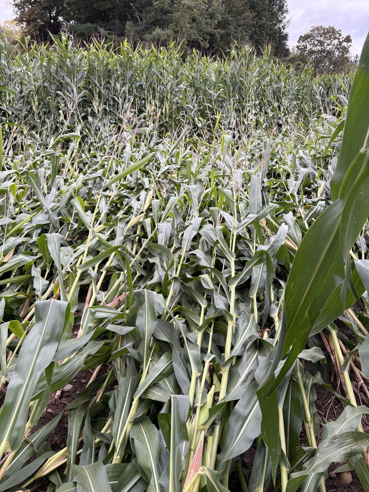 Corn stalks knocked flat across Treat Farm's corn maze in Orange after nor'easter winds